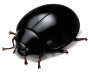 Zilus - Joaninha Plataforma